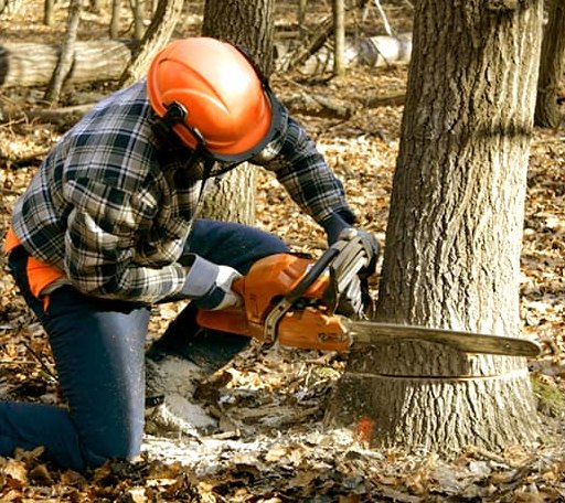 Tree Removal in Kyle, WV